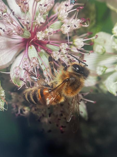 Honingbij (Apis mellifera)